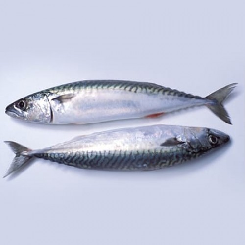 Frozen Titus (Mackerel) Fish (Per 500g)'s photo