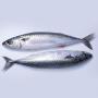 Frozen Titus (Mackerel) Fish (Per 500g)'s photo