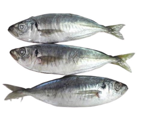 Frozen Kote (Horse Mackerel) Fish (Per 1000g)'s photo