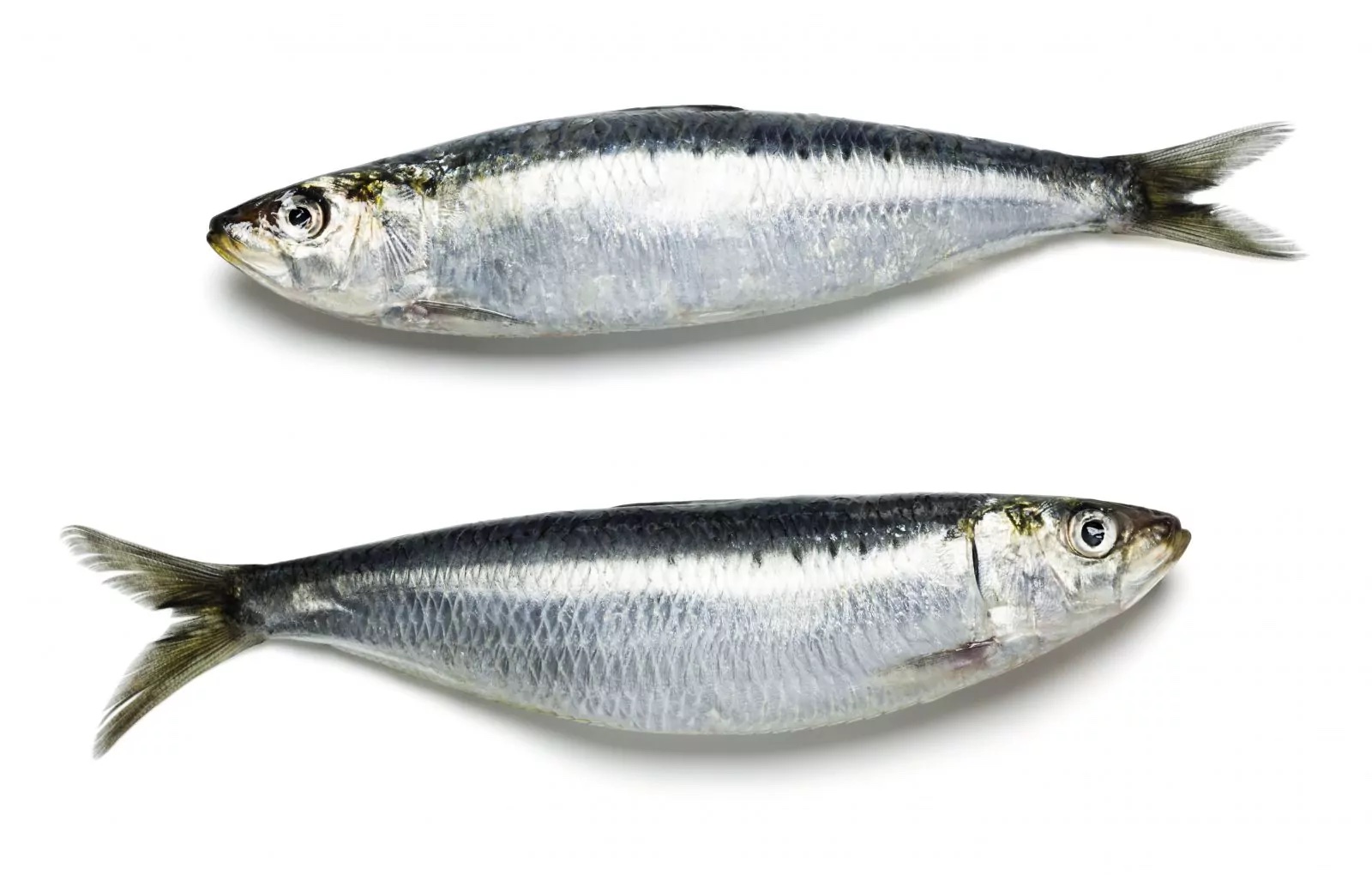 Frozen Sardine Fish (Per 500g)'s photo