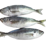 Frozen Kote (Horse Mackerel) Fish (Per 1000g)'s photo